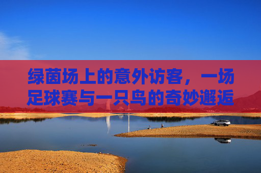 绿茵场上的意外访客,一场足球赛与一只鸟的奇妙邂逅,绿茵场上的鸟与足球赛奇遇