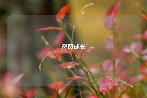 逆风成长