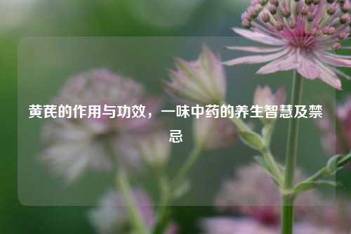 黄芪的作用与功效,一味中药的养生智慧及禁忌