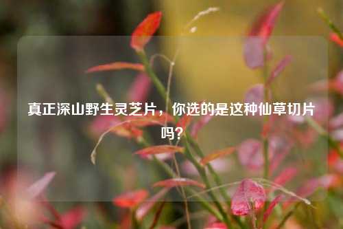 真正深山野生灵芝片,你选的是这种仙草切片吗?