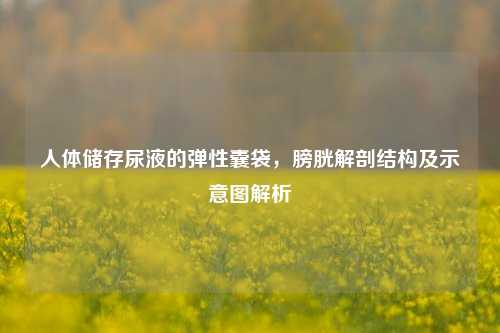 人体储存尿液的弹性囊袋,膀胱解剖结构及示意图解析
