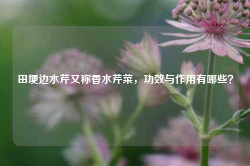 田埂边水芹又称香水芹菜，功效与作用有哪些？