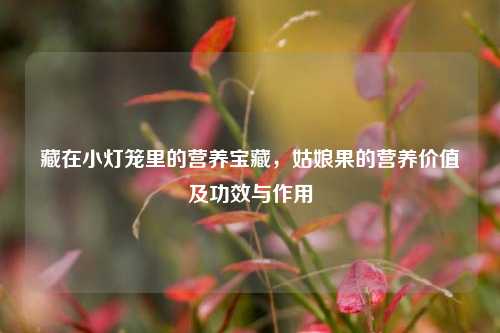 藏在小灯笼里的营养宝藏,姑娘果的营养价值及功效与作用