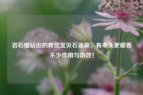 岩石缝钻出的救荒宝贝石油菜,有来头更藏着不少作用与功效!