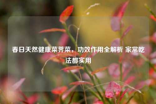 春日天然健康菜荠菜,功效作用全解析 家常吃法都实用