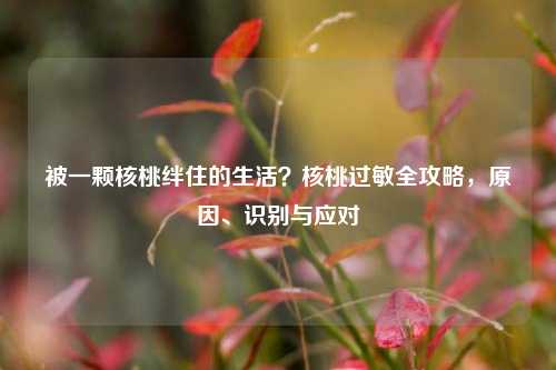 被一颗核桃绊住的生活?核桃过敏全攻略,原因、识别与应对